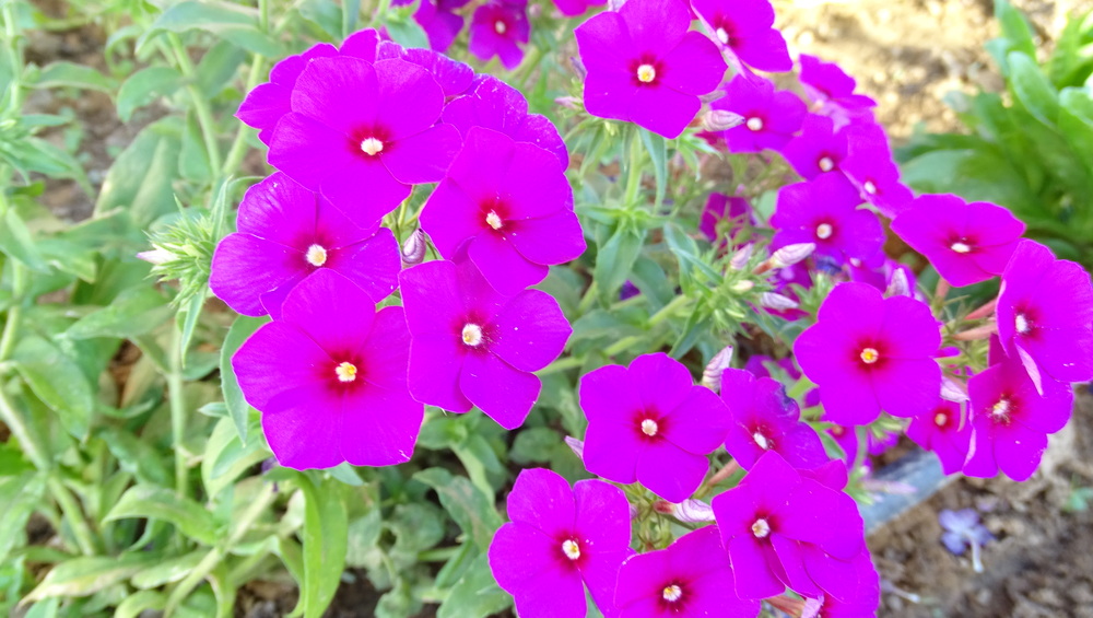 DSC05263JPG
